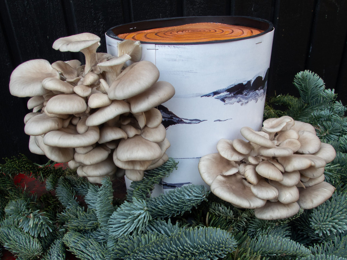 Odlingsset – Ostronmussling