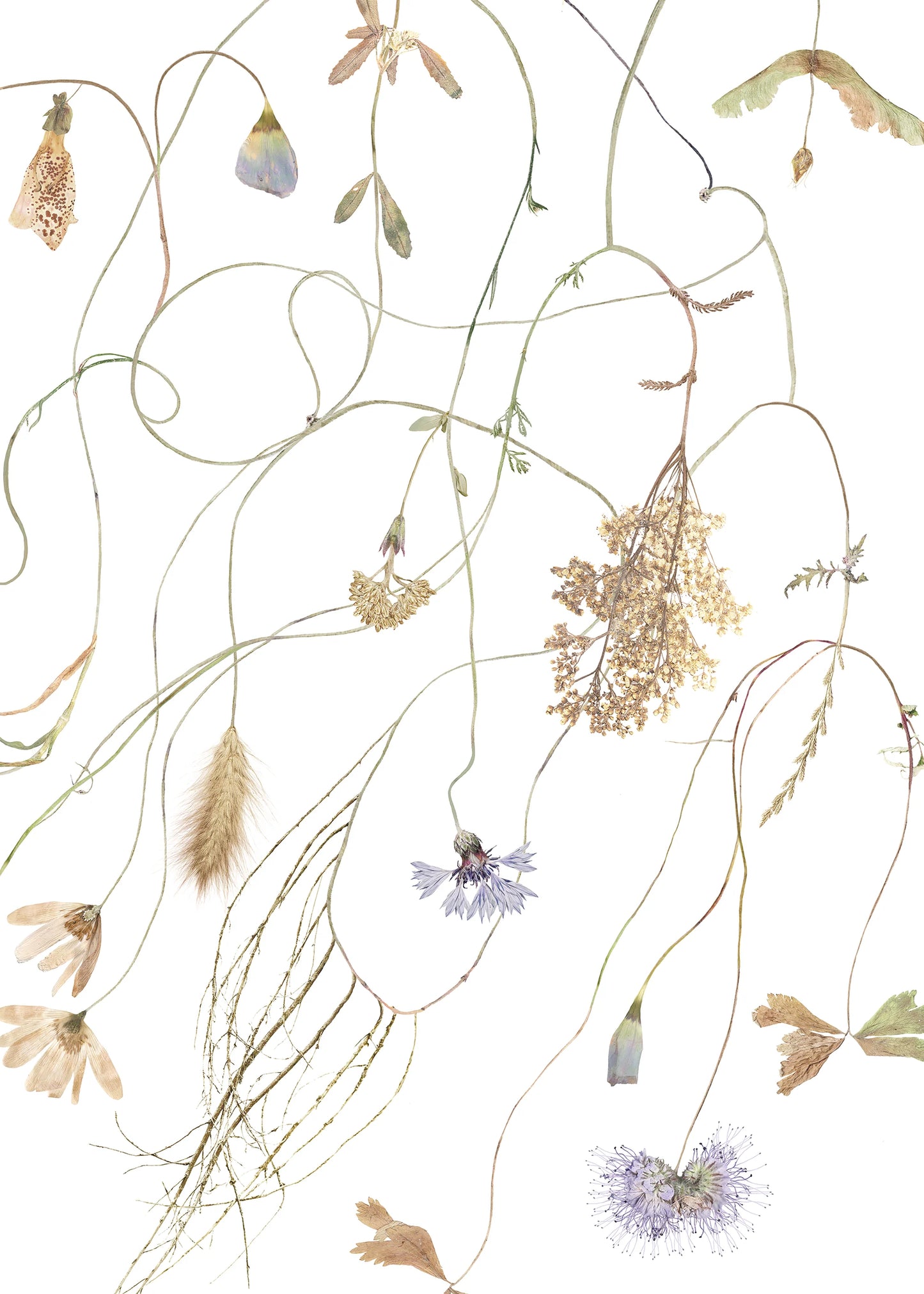 Flower Vane